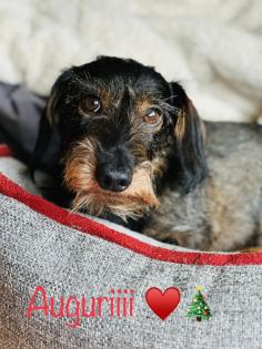 Kaninchen Rauhaardackel Rüde 6 sucht Hundin für Paarung