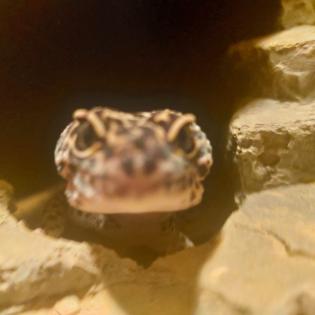 VK Terrarium mit 4 Leopardengeckos