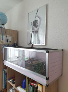 Königspython mit Terrarium