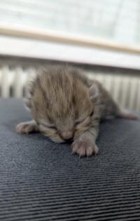 Bkh kitten braun 3 Monate