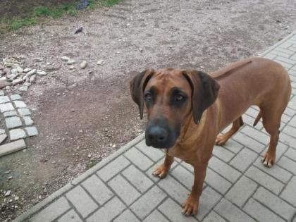 Ridgebackhündin aus familiären Gründen zu verkaufen
