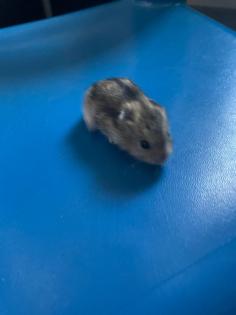Baby Zwerg Hamster Mädchen und manchen