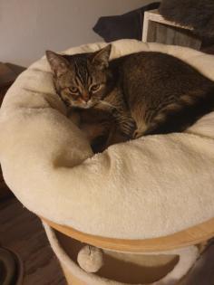 Britisch Kurzhaar Mix Kitten