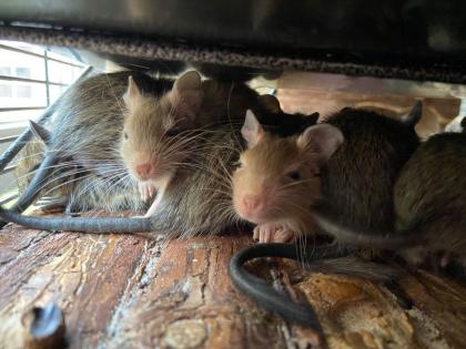 Savic Royal Suite XL - DER Luxus-Käfig für alle Nager u. a. Degu Chinchilla Rennmaus Frettchen