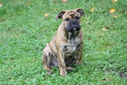 Continental Bulldog