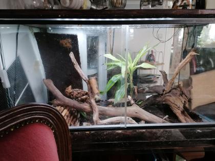 Terrarium mit zwei Jungferngeckos und viel Zubehör