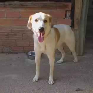 Simba sucht ein Zuhause