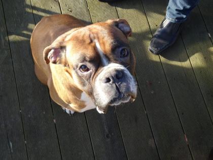 4 kleine Boxerwelpen