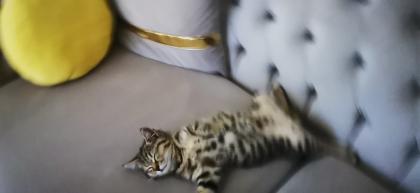 BKH Kitten männlich