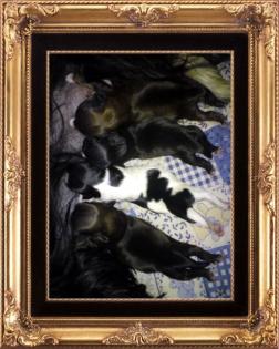Shih Tzu of Manchu Dynastie - Hurra unser A-Wurf ist endlich da
