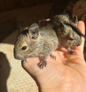 Junger Degu M sucht ein Zuhause