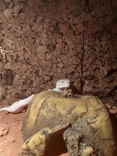 Leopardgecko mit Terrarium