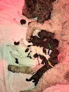 Lagotto Romagnolo Welpen
