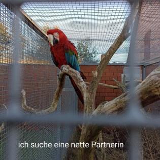 Suche 0 . 1 Grünflügelara oder 0 1 Gelbbrustara alter ab 10 Jahre