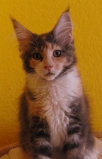 Wunderschöne Maine Coon Babys abzugeben