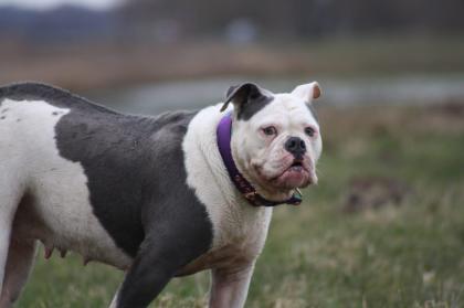 American Bulldog Welpen suchen Traumschloss