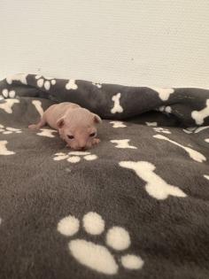 Sphinx kitten zu verkaufen