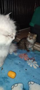 Einzelkind Perser Kitten