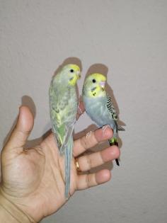 2 super zahm Wellensittiche Rainbow Wellis Vögel handzahm 3 Mona