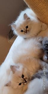 Heilige Birma Kitten