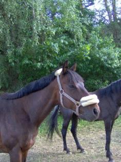 Biete Reitbeteiligung in Rodalben Nähe Pirmasens