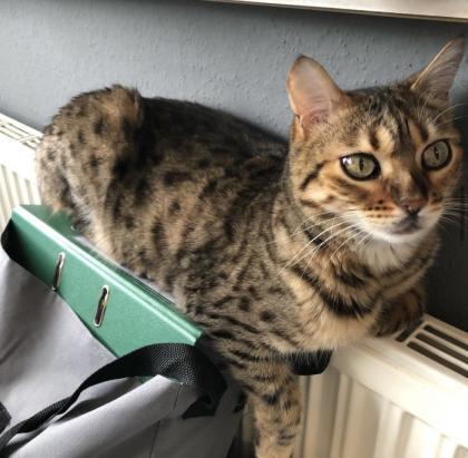 Bengal Kater sucht liebevolles Zuhause