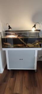 Chinesische Dreikielschildkröte mit Aquarium Unterschrank Zubehör uvm. abzugeben