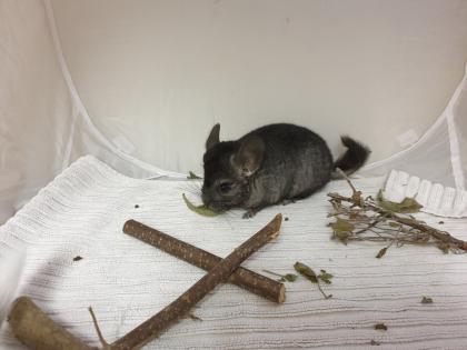 Chinchillajungtiere Angora