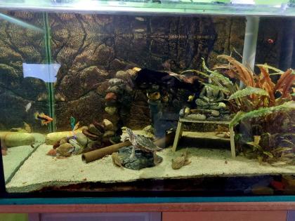 2 Schwarzknopfhöckerschildkröten mit komplett Aquarium weiterem Besatz Technik Zubehör