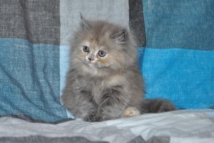 Reinrassige Perser Blau Crem Katze