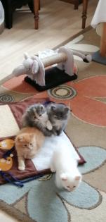 Edelmix Kitten Neva Masquarade Maine Coon