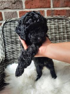 Goldendoodle Welpen