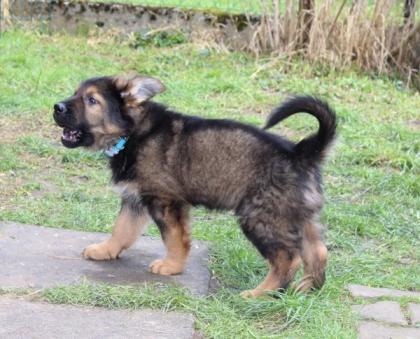 Rüden Welpen Altdeutscher Schäferhund DDR Linien