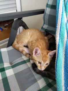2 Katzenbabys 12 Wochen Weibchen und Junge