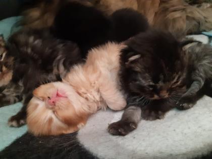 Perser Babys entwurmt und 2fach geimpft