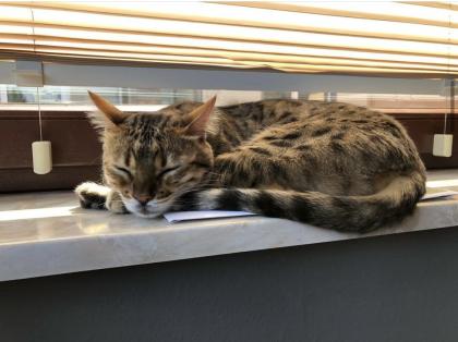 Bengal Kater sucht liebevolles Zuhause