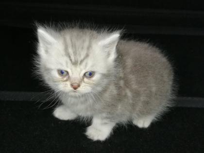 British Kurzhaar Kitten Blue Golden Tabby