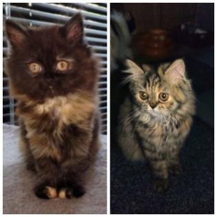 Reinrassige Perserkitten mit Nase