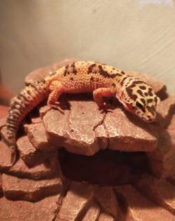 Männlicher Leopardengecko sucht ein neues Zuhause