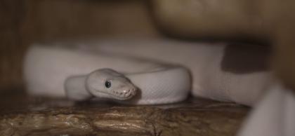 3 x Königspython Python Regius zu verkaufen