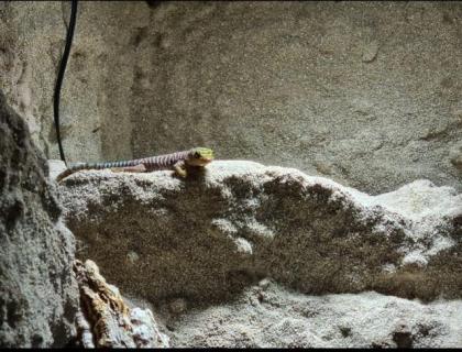 Verkaufe Phelsuma Standingi NZ
