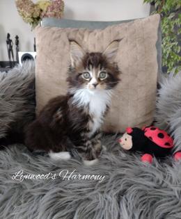 Wunderschöne reinrassige Maine Coon Kitten