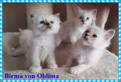 Birma Babys aus seriöser registrierte Hobbyzucht mit Sitz im Nordrhein-Westfalen Köln