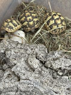 Griechische Landschildkröten mit Papieren NZ 2024 aus ganzjähriger Freilandhaltung