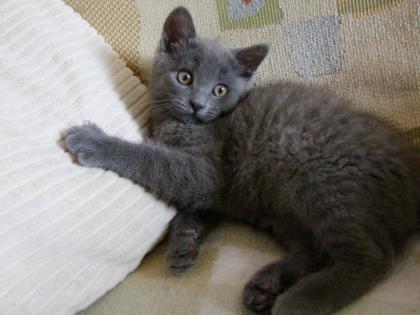 Süße kleine Kätzchen / Kitten / Katzenbabys