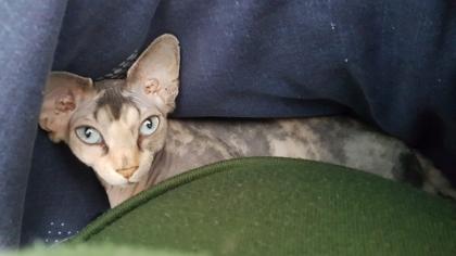 Junge Sphynx Katze sucht liebevolles zuhause