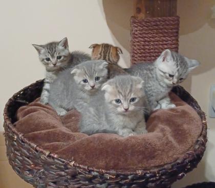 Britisch Kurzhaar Mix Kitten
