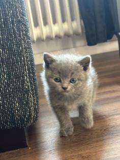 Britisch kurzhaar kitten