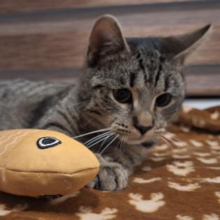 Fundkatze Gino sucht ein Zuhause