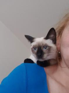 Siam /Thai Kitten Seal Point Babys Kätzchen. Abgabebereit.